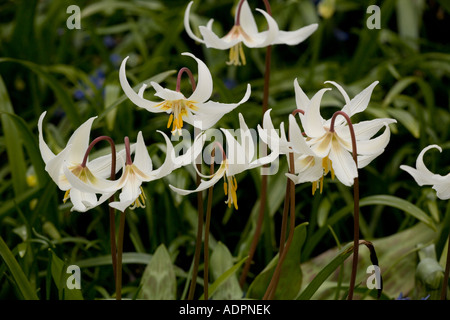 Giglio di trota, Erythronium oregonum, in Oregon. Foto Stock