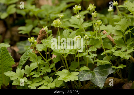 Moschatel o orologi municipio, Adoxa moschatellina in bosco Dorset Foto Stock