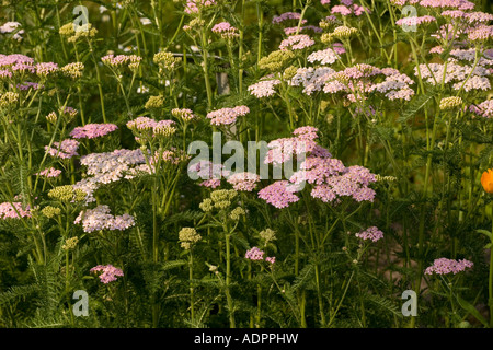 Yarrow modulo rosa Achillea millefolium Dorset Foto Stock