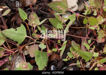 Orache di lievito di lancia, Atriplex prostrata, pianta costiera diffusa Foto Stock