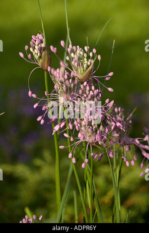 Aglio con gelo, Allium carinatum ssp pulchellum, Europa orientale Foto Stock