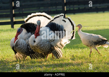 Royal Palm Turchia i maschi con gallina Foto Stock