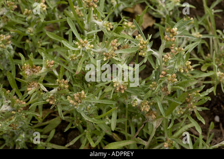 Marsh cucito, Gnaphalium uliginosum, Hants Foto Stock