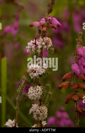 Tremava Cuscuta epithymum sulla campana erica Erica Cinerea Dorset Foto Stock