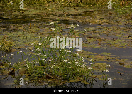 Fiume acqua dropwort, Oenanthe fluviatilis, nel fiume Piddle Dorset Foto Stock