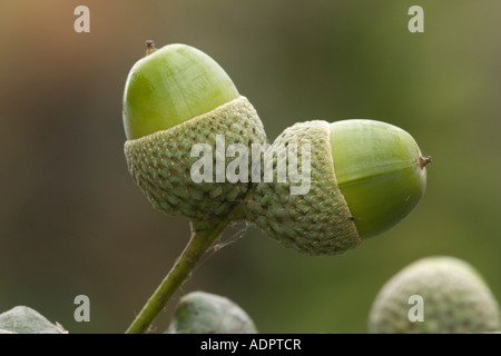 Ghiande di quercia inglese (Quercus robur) close-up, Dorset, England, Regno Unito Foto Stock