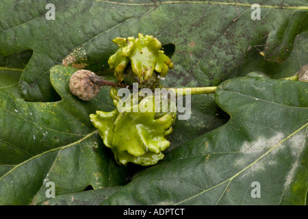 Knopper fiele su Ghiande di quercia farnia Quercus robur; Andricus quercuscalicis Foto Stock