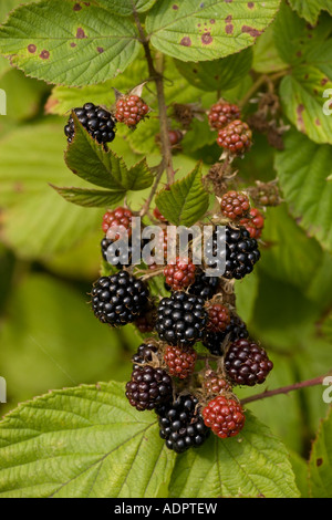 More nella frutta (Rubus fruticosus) close-up Foto Stock