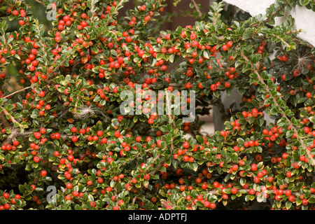 Parete cotoneaster nella frutta Cotoneaster horizontalis Foto Stock