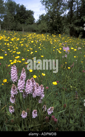 Common spotted orchid in un meleto designati siti di particolare interesse scientifico in Worcestershire Inghilterra Foto Stock