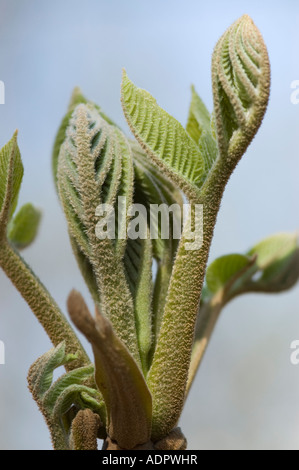 Giovani foglie di noce Manchurian Juglans mandshurica Foto Stock