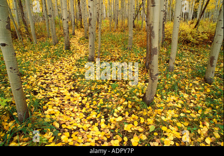 Caduta di aspen foglie sul sentiero forestale in monti San Juan San Juan National Forest Colorado Foto Stock