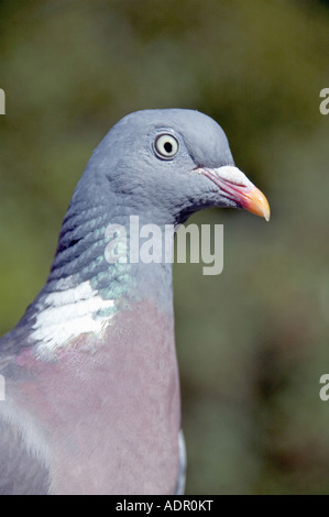 Woodpigeon Columba palumbus close up London REGNO UNITO Foto Stock