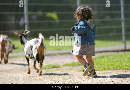 Bambina in esecuzione dietro piccole capre Foto Stock