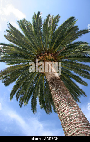 Albero di Palma Foto Stock