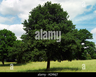 Albero di quercia in estate Nonsuch Park Cheam Surrey in Inghilterra Foto Stock