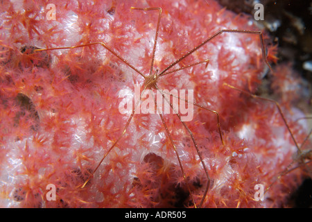 Granseola Chirostylus sp su soft coral Dendronephthya sp Dumaguete isola Negros Filippine Foto Stock