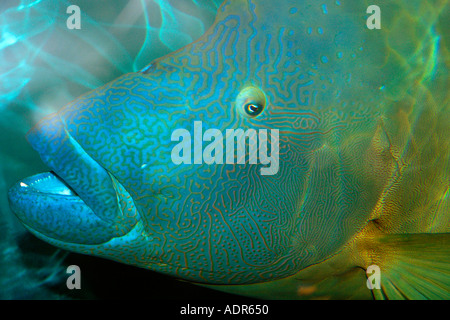 Humphead wrasse testa dettaglio Cheilinus undulatus specie vulnerabili trovati nell'Indo Pacifico presi in cattività Foto Stock