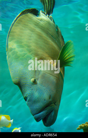 Humphead wrasse Cheilinus undulatus specie vulnerabili trovati nell'Indo Pacifico foto scattata in cattività Foto Stock