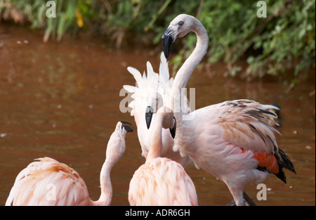 Fenicotteri combattimenti nel fiume Foto Stock