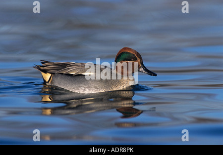 Comune di Teal ano crecca Unterlunkhofen maschio Svizzera Dezember 1998 Foto Stock