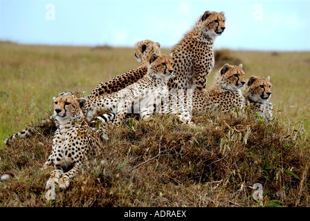 Femmina adulta cheetah con cinque quasi pieno cresciuto cubs su un tumulo termite nella Riserva Nazionale di Masai Mara Kenya Foto Stock