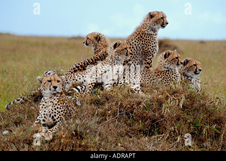 Femmina adulta cheetah con cinque quasi pieno cresciuto cubs su un tumulo termite nella Riserva Nazionale di Masai Mara Kenya Foto Stock