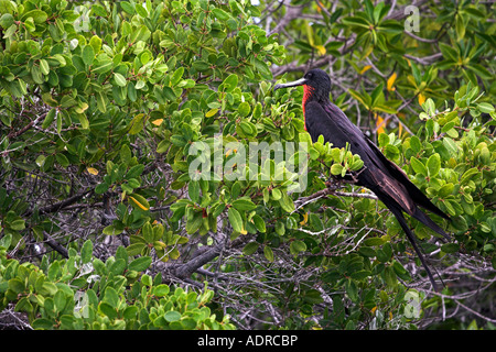 'Magnificent Frigatebird' [Fregata magnificens], [Frigate Bird] appollaiato in mangrove, "Santa Cruz", [isole Galapagos], Ecuador Foto Stock