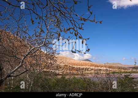 Ecuador [isole Galapagos] [isola Floreana] 'Punta cormorano' 'palo santo' alberi, cielo blu e il paesaggio vulcanico Foto Stock