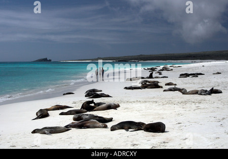 "Baia Gardner" [all'Isola Espanola] [isole Galapagos], una bellissima spiaggia di sabbia bianca e 'sea lion' colonia, Ecuador, "Sud America" Foto Stock