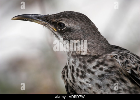 [Cofano Mockingbird] [Mimus macdonaldi], uccello selvatico profilo e 'close up' testa dettaglio, Espanola, [isole Galapagos], Ecuador Foto Stock