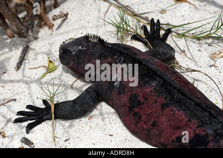 [Marine Iguana] [Amblyrhynchus cristatus] a prendere il sole sulla spiaggia, 'close up", [all'Isola Espanola], [isole Galapagos], Ecuador Foto Stock