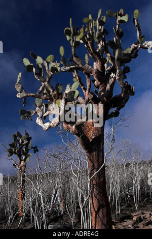 [Ficodindia Cactus] [Opuntia echios], foresta di Cactus che cresce su "Santa Fe' isola, isole Galapagos, Ecuador, "Sud America" Foto Stock