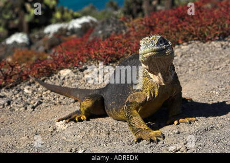 [Terra Galapagos Iguana] [Conolophus subcristatus] 'close up' e camminare su "sud Plaza' isola, [isole Galapagos], Ecuador Foto Stock