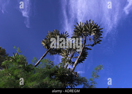 La foresta pluviale tropicale tettoia, alti alberi crescenti contro nuvoloso cielo blu, [Bellavista Cloud Forest], Ecuador, "Sud America" Foto Stock