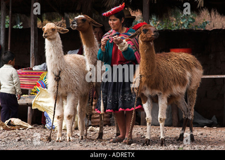 Llamas e Quechua donna indiana in abito tradizionale tessendo la lana, rurale scena di strada, la Valle Sacra, Perù, Ande, Sud America Foto Stock