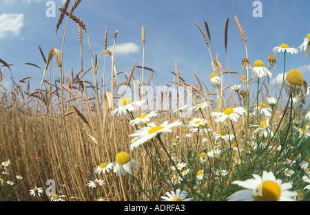 Il farro biologico campo (Triticum spelta) e camomiles (Matricaria ). La Baviera, Germania, Europa Foto Stock