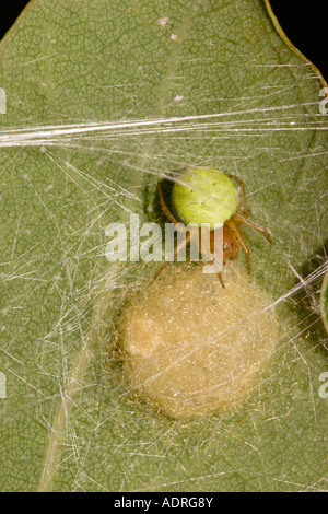 Green orb weaver spider Araniella cucurbitina Araneidae custodendo il suo uovo sac sotto una foglia REGNO UNITO Foto Stock