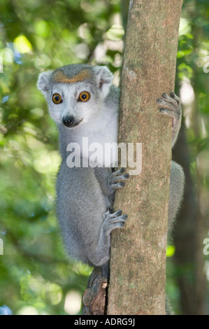 Lemure coronato (il Eulemur coronatus) femmina nella struttura ad albero, selvaggi Ankarana, il Parco nazionale del Madagascar settentrionale Foto Stock