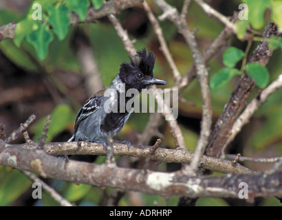 Nero-crested Antshrike Sakesphorus canadensis Trinidad WEST INDIES Febbraio maschio adulto Thamnophilidae Foto Stock