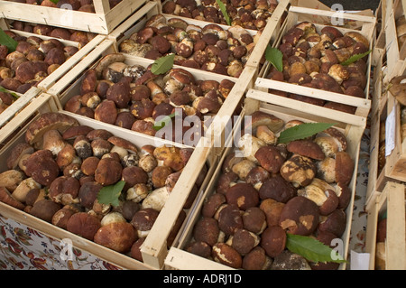 Moncalvo vicino ad Asti Piemonte Italia tartufi mercato Mercato di Tartufo Foto Stock