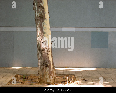 Un dettaglio di un tronco di albero, pavimento e muro grigio con chiazze riflessi di luce Foto Stock