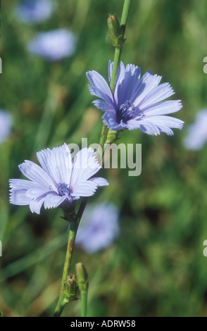 Fiori di cicoria due prefetto esemplari Foto Stock