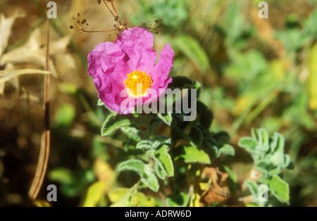 Fiore di grigio lasciava cisto Foto Stock