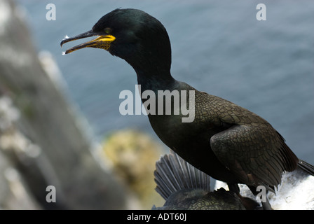 Il marangone dal ciuffo maschio (Phalacrocorax aristotelis) chiamando al suo nido Foto Stock