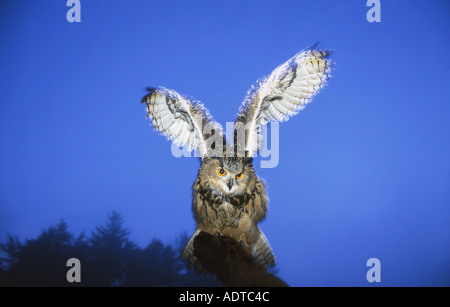 Gufo reale Bubo bubo Foto Stock