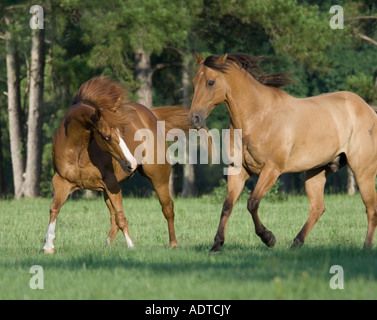 Due American Quarter Horse castrazione amici giocare Foto Stock