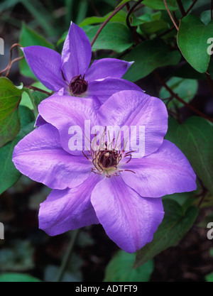 Clematis Ramona viola che cresce nel Giardino conservativo in Central Park New York City USA. Primo piano di scalatore deciduo con fiore a forma di stella Foto Stock