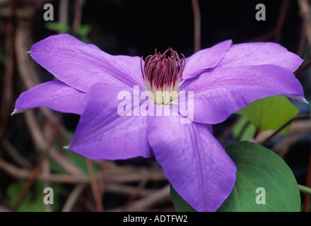 Clematis Ramona fiore perenne nel Giardino Conservatorio in Central Park, New York City, New York, USA Foto Stock