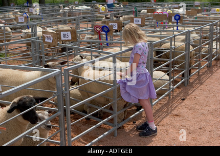Ragazza giovane toccando le pecore a Ect fiera agricola dove le pecore sono tenuti prima di essere mostrato e giudicati in parata anello, Scotland, Regno Unito Foto Stock